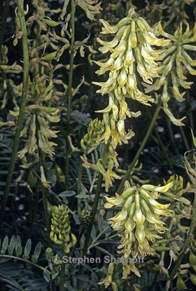 astragalus canadensis brevidens 2 graphic